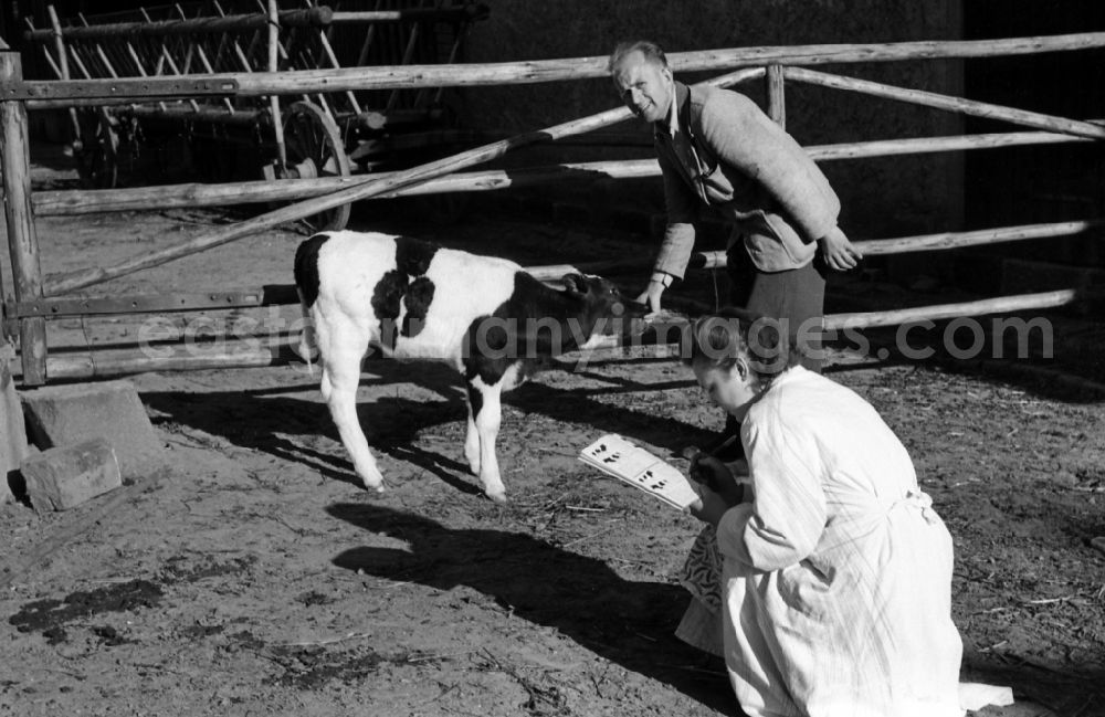 GDR image archive: Dresden - Woman taking notes on the development of a calf in an publicly owned property animal breeding in Pillnitz in Dresden in the state Saxony on the territory of the former GDR, German Democratic Republic