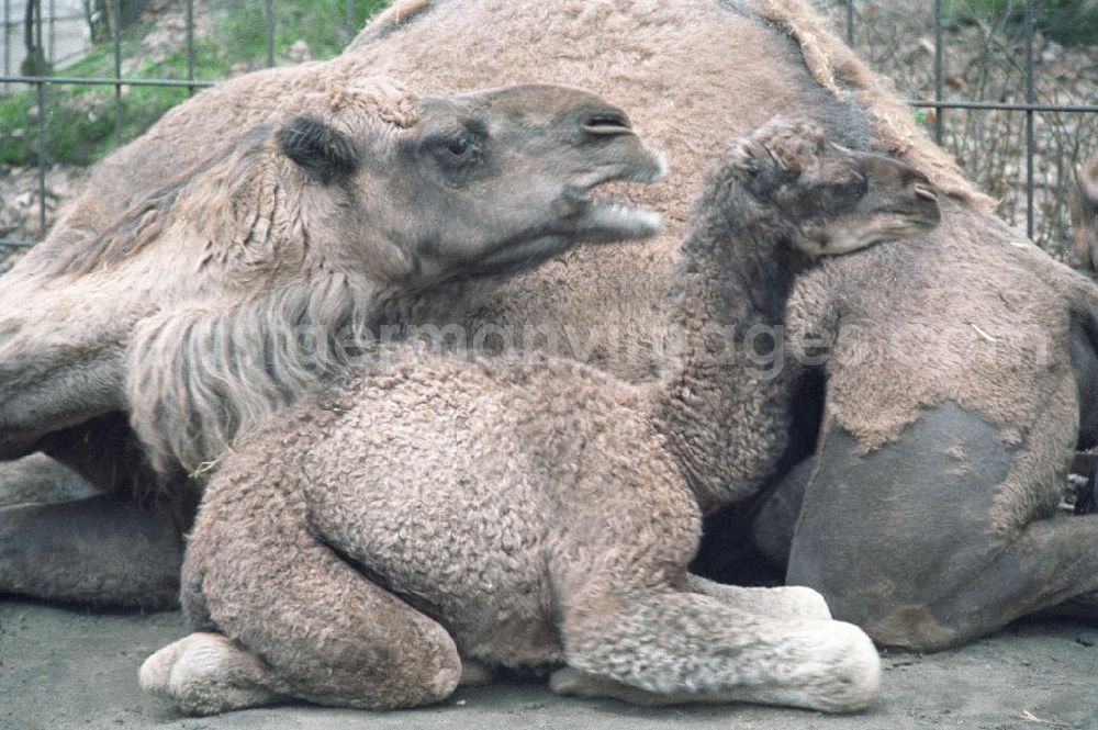 Berlin: Kamele / Dromedare im Tierpark Berlin Friedrichsfelde; Jungtier lagert bei seiner Mutter.