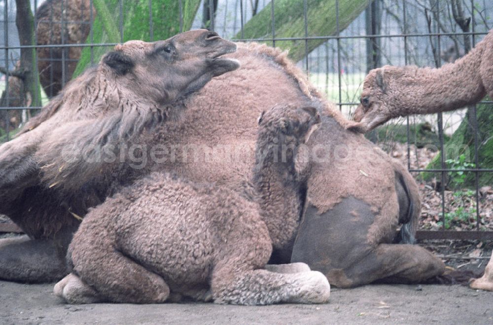 GDR image archive: Berlin - Kamele / Dromedare im Tierpark Berlin Friedrichsfelde; Jungtier lagert bei seiner Mutter.