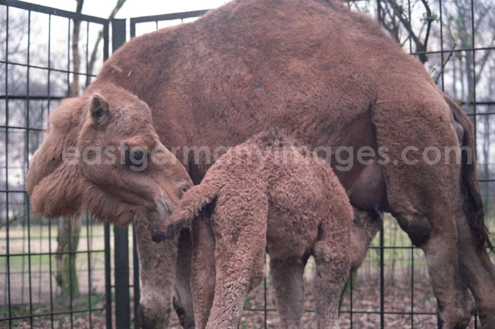 Berlin: Kamele / Dromedare im Tierpark Berlin Friedrichsfelde. Ein Jungtier wird von seiner Mutter gesäugt.
