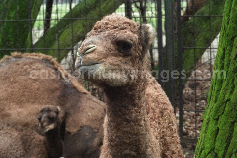 Berlin: Kamele / Dromedare im Tierpark Berlin-Friedrichsfelde. Nahaufnahme eines Jungtieres.
