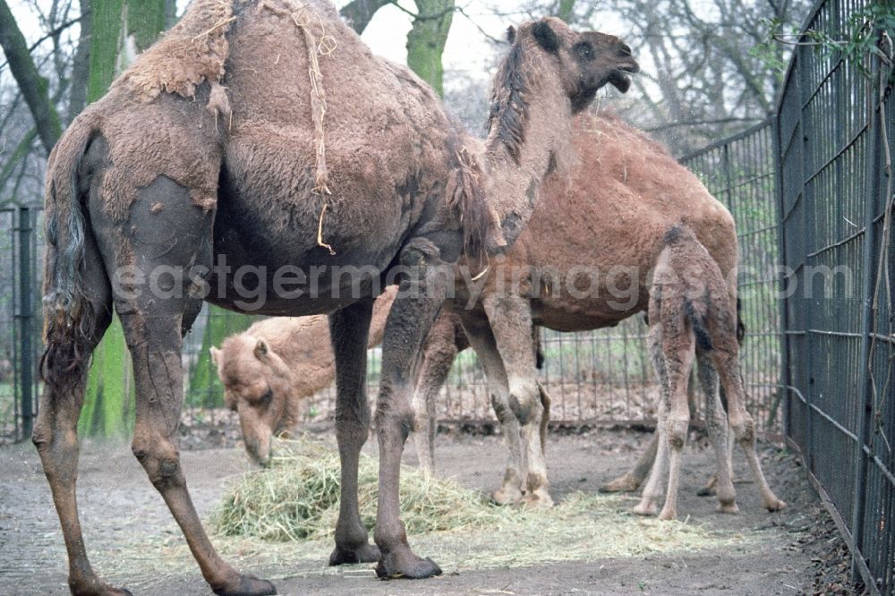 GDR photo archive: Berlin - Kamele / Dromedare im Tierpark Berlin-Friedrichsfelde.