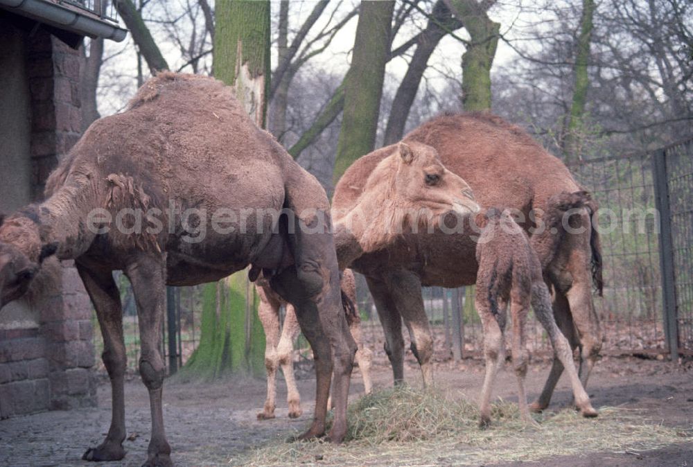 Berlin: Kamele / Dromedare im Tierpark Berlin-Friedrichsfelde.