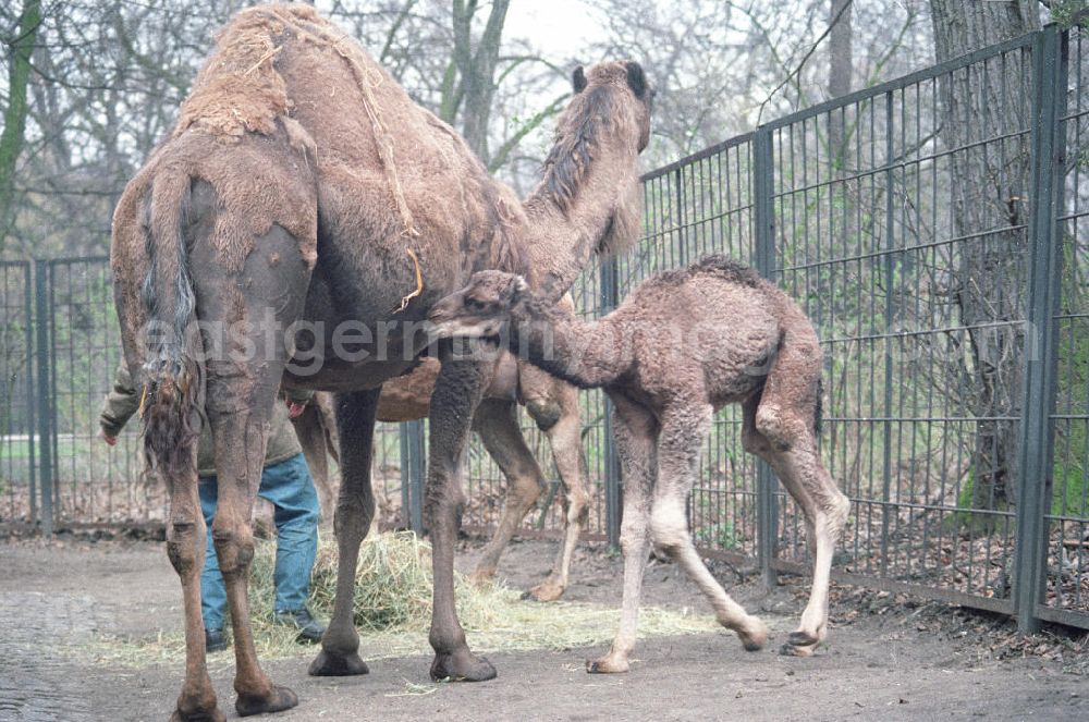 GDR image archive: Berlin - Kamele / Dromedare im Tierpark Berlin-Friedrichsfelde, Seitenansicht eines Jungtieres.