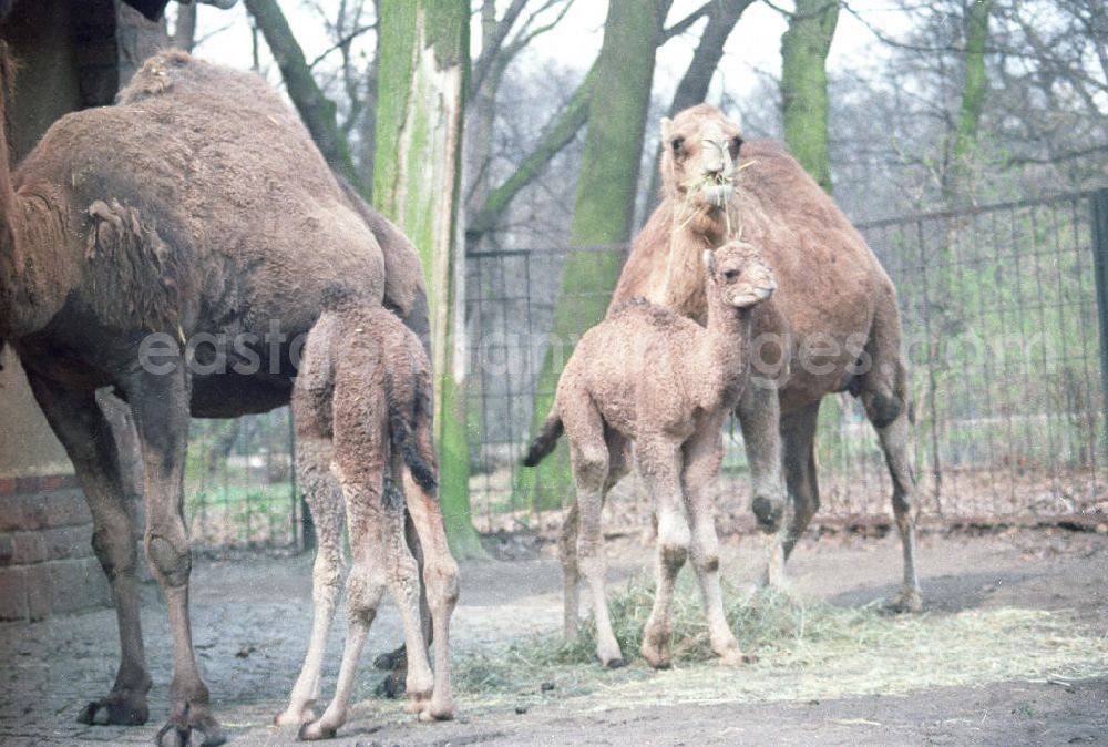 GDR photo archive: Berlin - Kamele / Dromedare im Tierpark Berlin-Friedrichsfelde, zwei Jungtiere mit ihren Muttertieren.