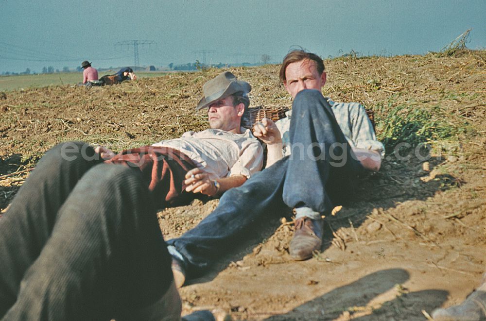 Wegendorf: Break during the potato harvest in a field by 9th grade students at a high school in Wegendorf, Brandenburg in the territory of the former GDR, German Democratic Republic