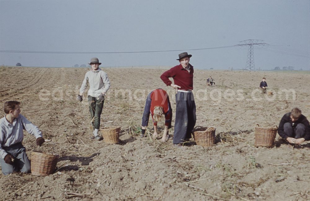 GDR image archive: Wegendorf - Break during the potato harvest in a field by 9th grade students at a high school in Wegendorf, Brandenburg in the territory of the former GDR, German Democratic Republic