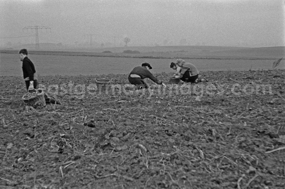 GDR image archive: Werneuchen - Potato harvesting in a field by 9th grade students in Werneuchen, Brandenburg in the territory of the former GDR, German Democratic Republic