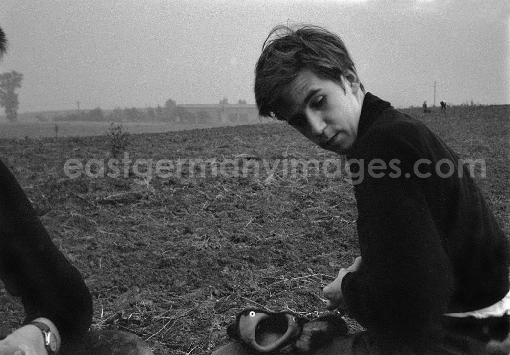 Werneuchen: Potato harvesting in a field by 9th grade students in Werneuchen, Brandenburg in the territory of the former GDR, German Democratic Republic