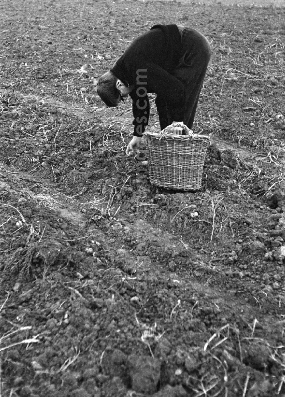 GDR photo archive: Werneuchen - Potato harvesting in a field by 9th grade students in Werneuchen, Brandenburg in the territory of the former GDR, German Democratic Republic