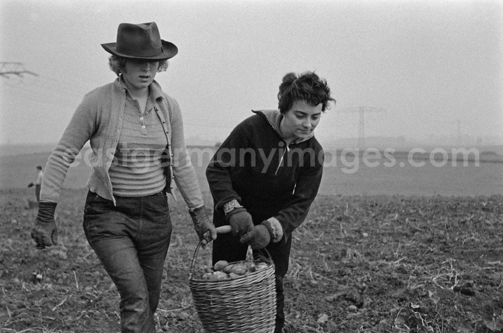 GDR picture archive: Werneuchen - Potato harvesting in a field by 9th grade students in Werneuchen, Brandenburg in the territory of the former GDR, German Democratic Republic