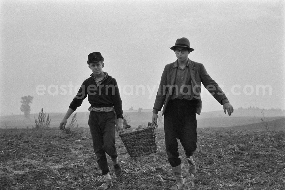 Werneuchen: Potato harvesting in a field by 9th grade students in Werneuchen, Brandenburg in the territory of the former GDR, German Democratic Republic
