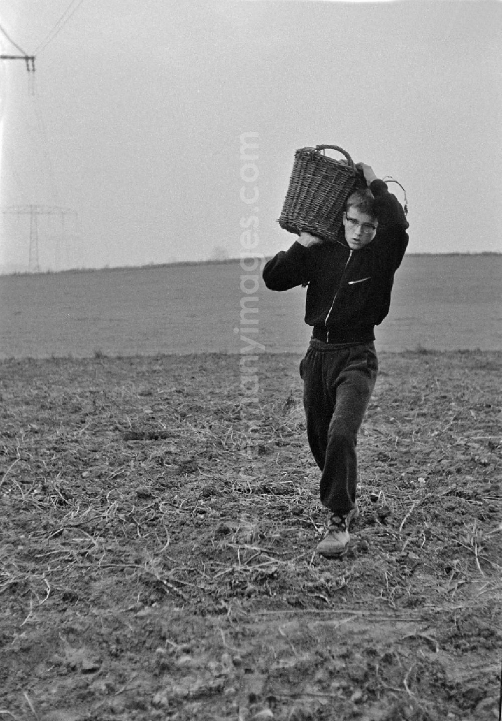 GDR image archive: Werneuchen - Potato harvesting in a field by 9th grade students in Werneuchen, Brandenburg in the territory of the former GDR, German Democratic Republic