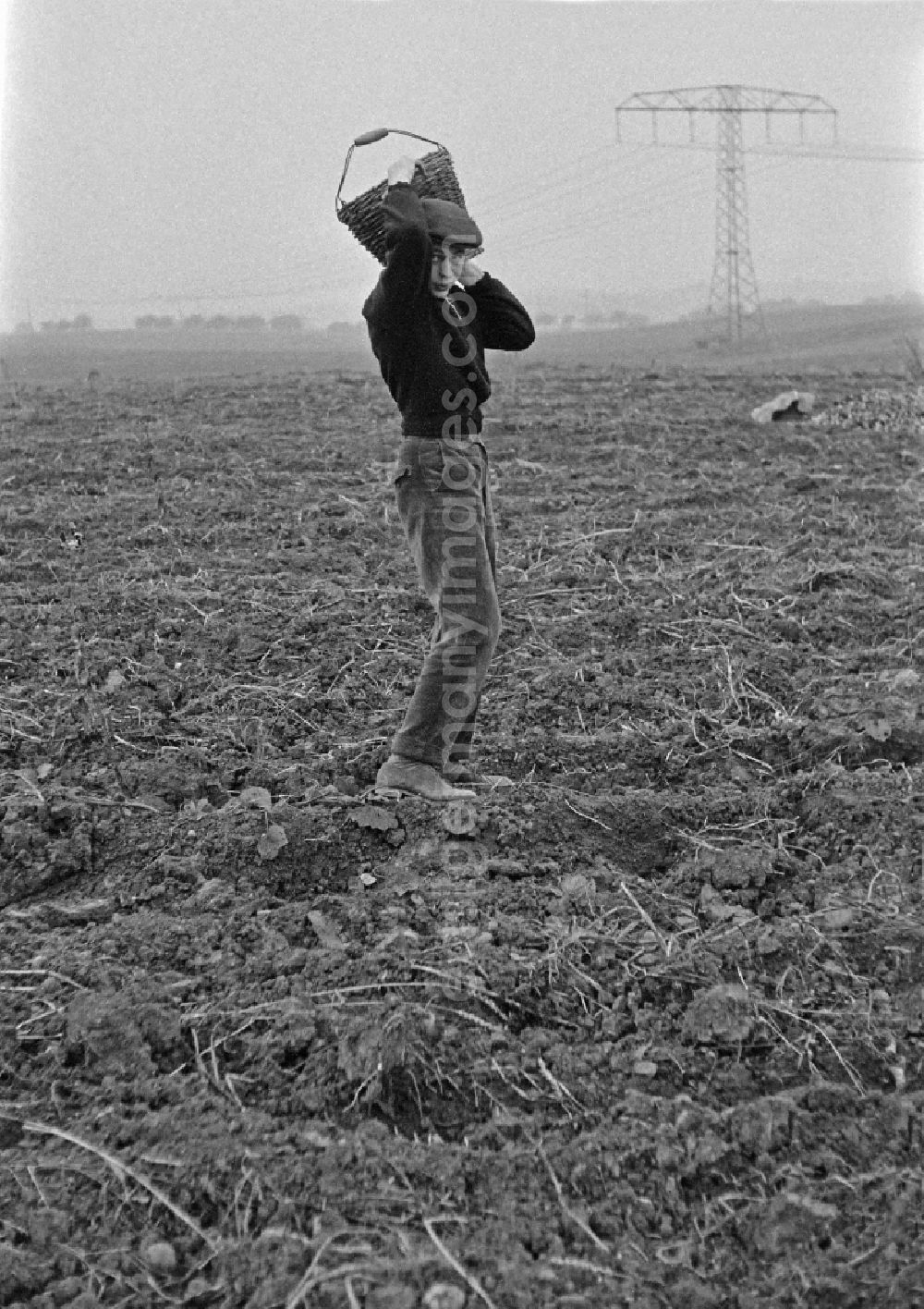 GDR photo archive: Werneuchen - Potato harvesting in a field by 9th grade students in Werneuchen, Brandenburg in the territory of the former GDR, German Democratic Republic