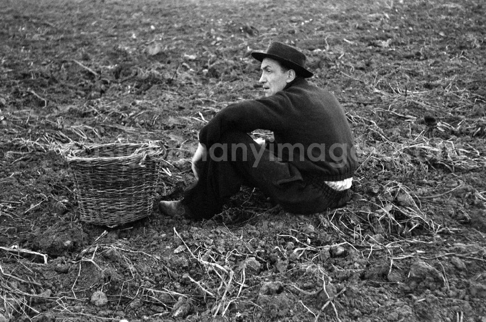 GDR picture archive: Werneuchen - Potato harvesting in a field by 9th grade students in Werneuchen, Brandenburg in the territory of the former GDR, German Democratic Republic
