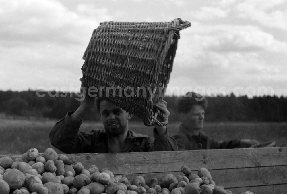 GDR image archive: Paaren im Glien - Potato harvest in a field by students in Paaren im Glien in the state Brandenburg on the territory of the former GDR, German Democratic Republic
