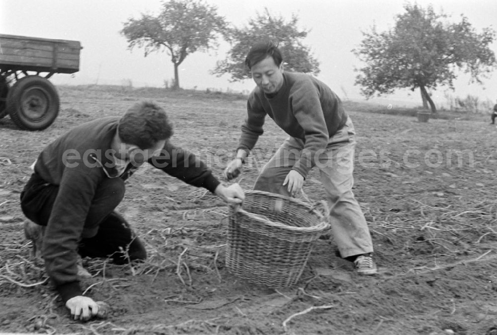 Paaren im Glien: Potato harvest in a field by students in Paaren im Glien in the state Brandenburg on the territory of the former GDR, German Democratic Republic