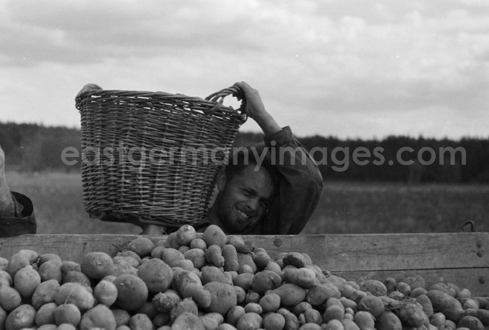 GDR photo archive: Paaren im Glien - Potato harvest in a field by students in Paaren im Glien in the state Brandenburg on the territory of the former GDR, German Democratic Republic