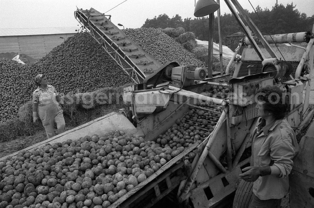 GDR photo archive: Jerichow - Potato harvest in a field der LPG Jerichow in Jerichow in the state Saxony-Anhalt on the territory of the former GDR, German Democratic Republic