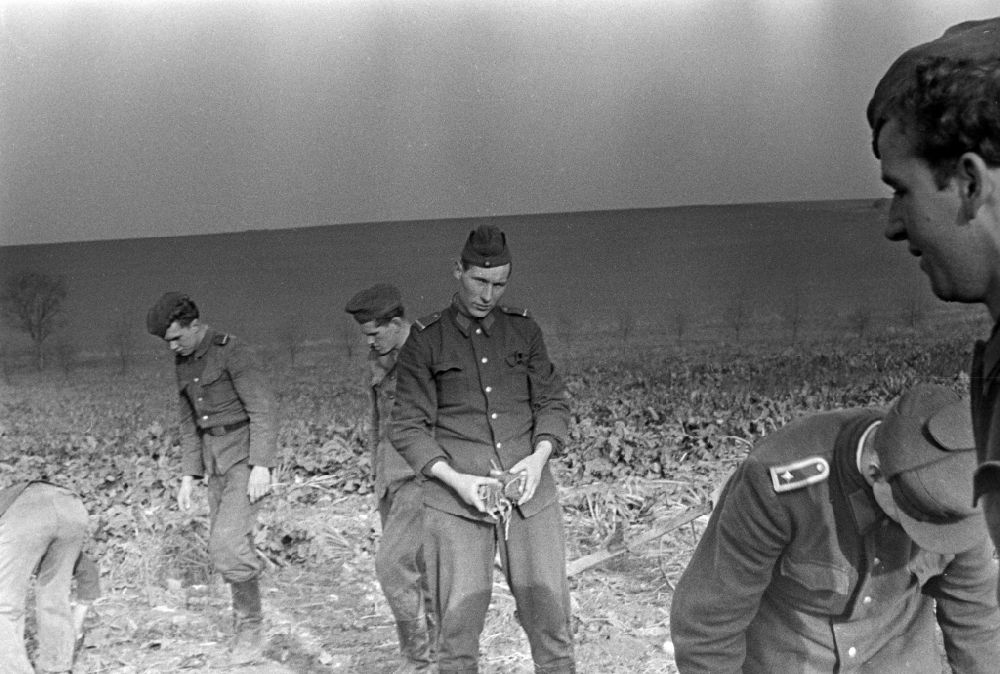 GDR image archive: Wachau - Potato harvesting in a field with soldiers of the NVA National People's Army on Schulstrasse in Wachau, Saxony in the territory of the former GDR, German Democratic Republic