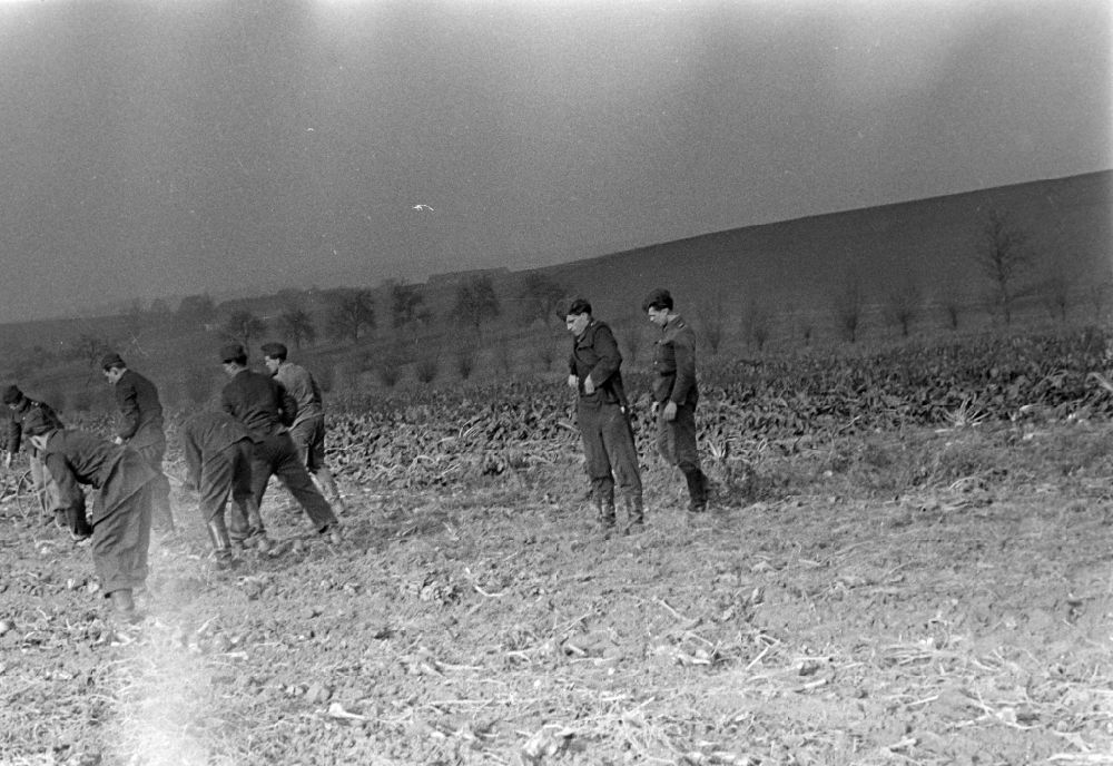 GDR photo archive: Wachau - Potato harvesting in a field with soldiers of the NVA National People's Army on Schulstrasse in Wachau, Saxony in the territory of the former GDR, German Democratic Republic