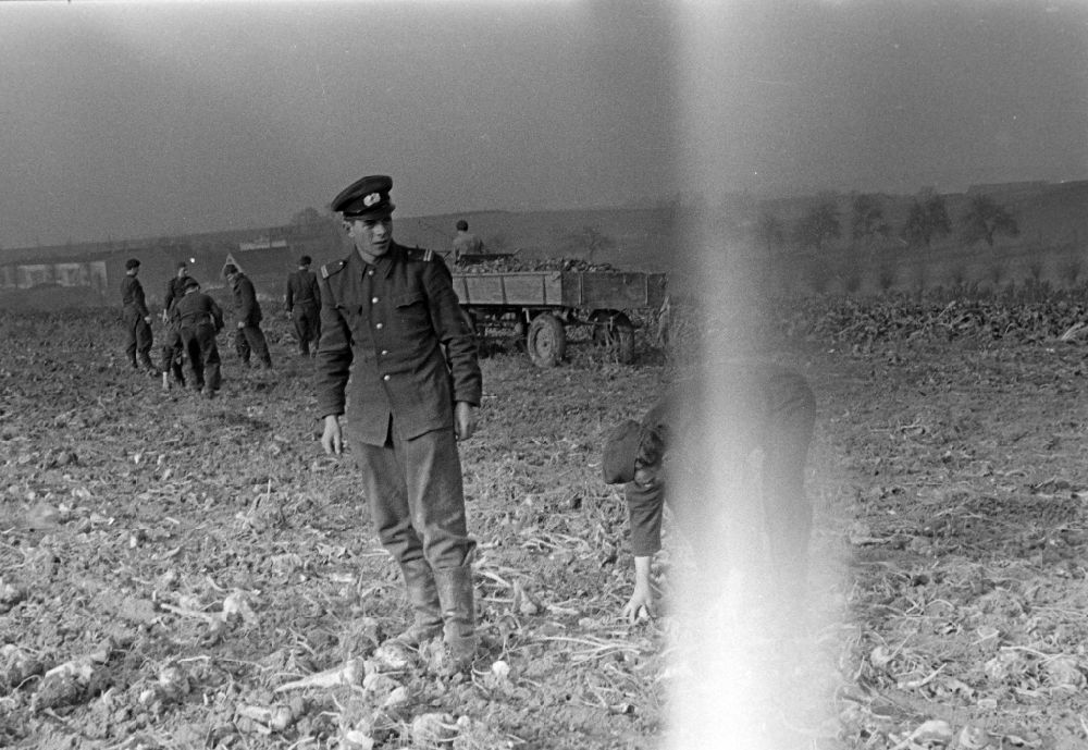 Wachau: Potato harvesting in a field with soldiers of the NVA National People's Army on Schulstrasse in Wachau, Saxony in the territory of the former GDR, German Democratic Republic