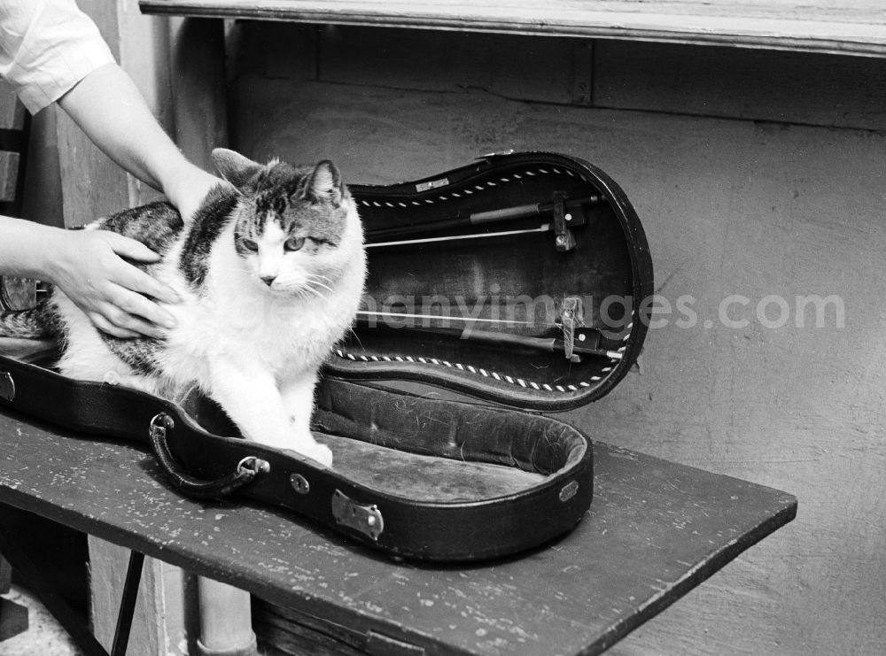 Arnstadt: A cat sits in a violin case in Arnstadt in the federal state Thuringia in the area of the former GDR, German democratic republic