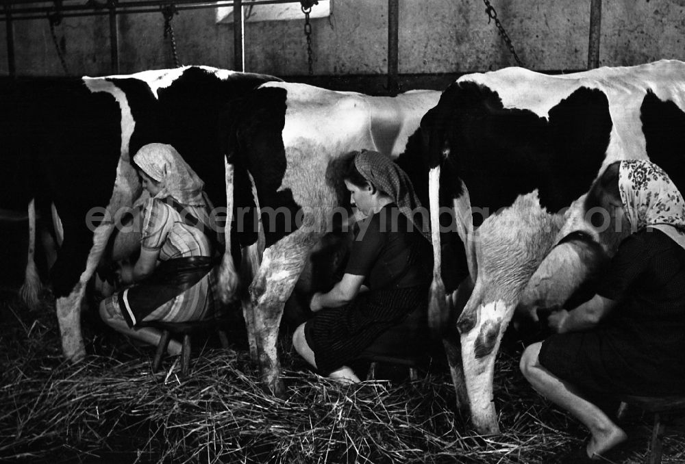 GDR photo archive: Dresden - Women with headscarves milking cows in the barn in an publicly owned property animal breeding in Pillnitz in Dresden in the state Saxony on the territory of the former GDR, German Democratic Republic