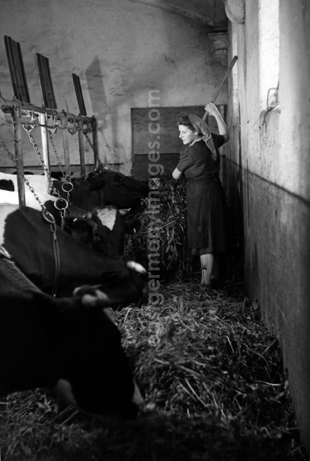 GDR picture archive: Dresden - Woman with headscarf feeding hay to cows in the fence in the barn in an publicly owned property animal breeding in Pillnitz in Dresden in the state Saxony on the territory of the former GDR, German Democratic Republic