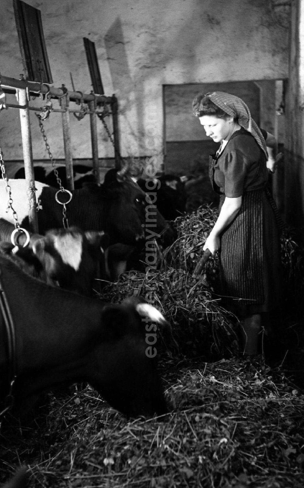 Dresden: Woman with headscarf feeding hay to cows in the fence in the barn in an publicly owned property animal breeding in Pillnitz in Dresden in the state Saxony on the territory of the former GDR, German Democratic Republic