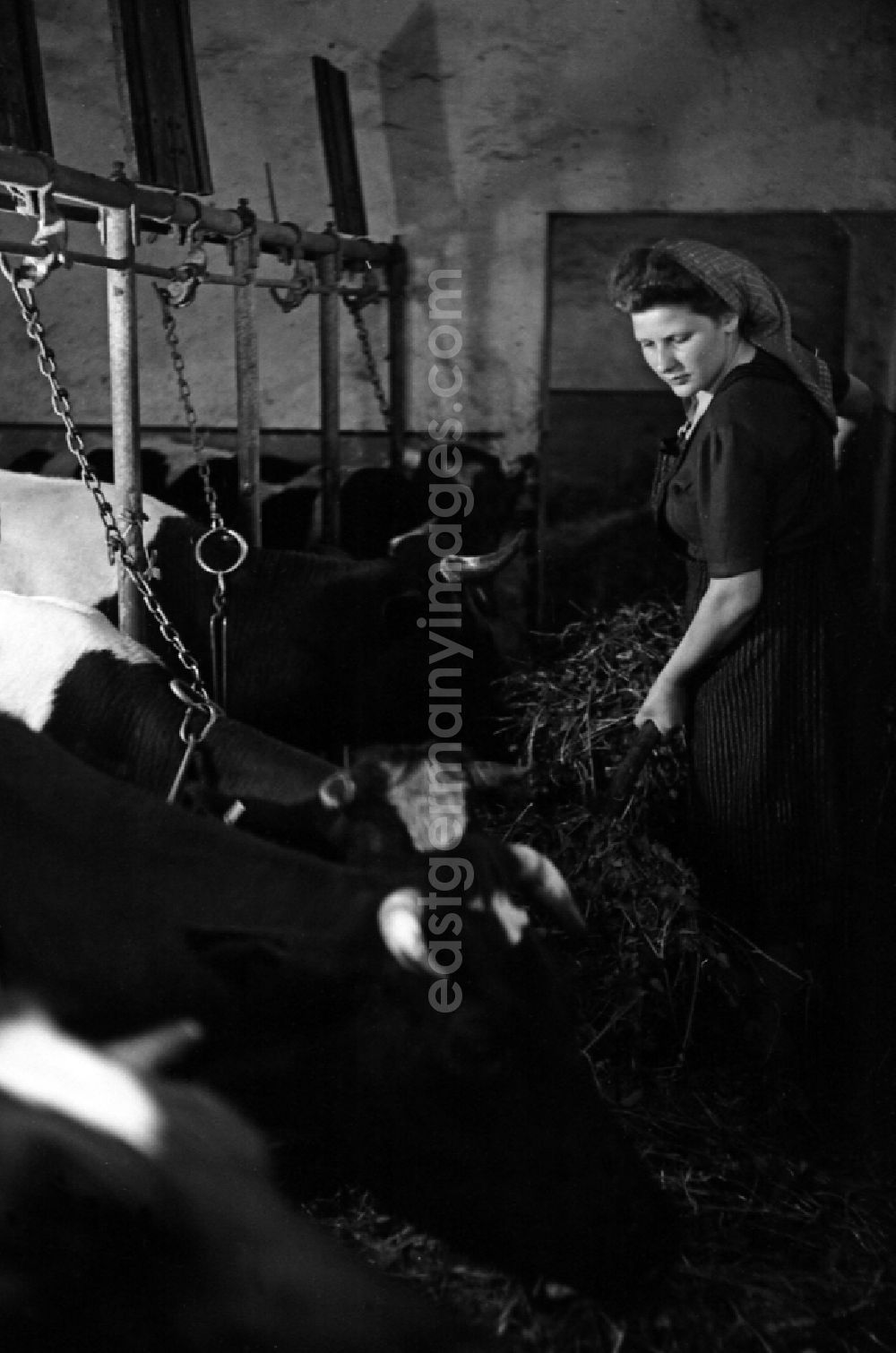GDR image archive: Dresden - Woman with headscarf feeding hay to cows in the fence in the barn in an publicly owned property animal breeding in Pillnitz in Dresden in the state Saxony on the territory of the former GDR, German Democratic Republic