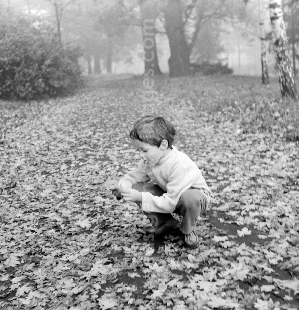 GDR image archive: Berlin - A small boy collects foliage sheets in a wood in Berlin, the former capital of the GDR, German democratic republic