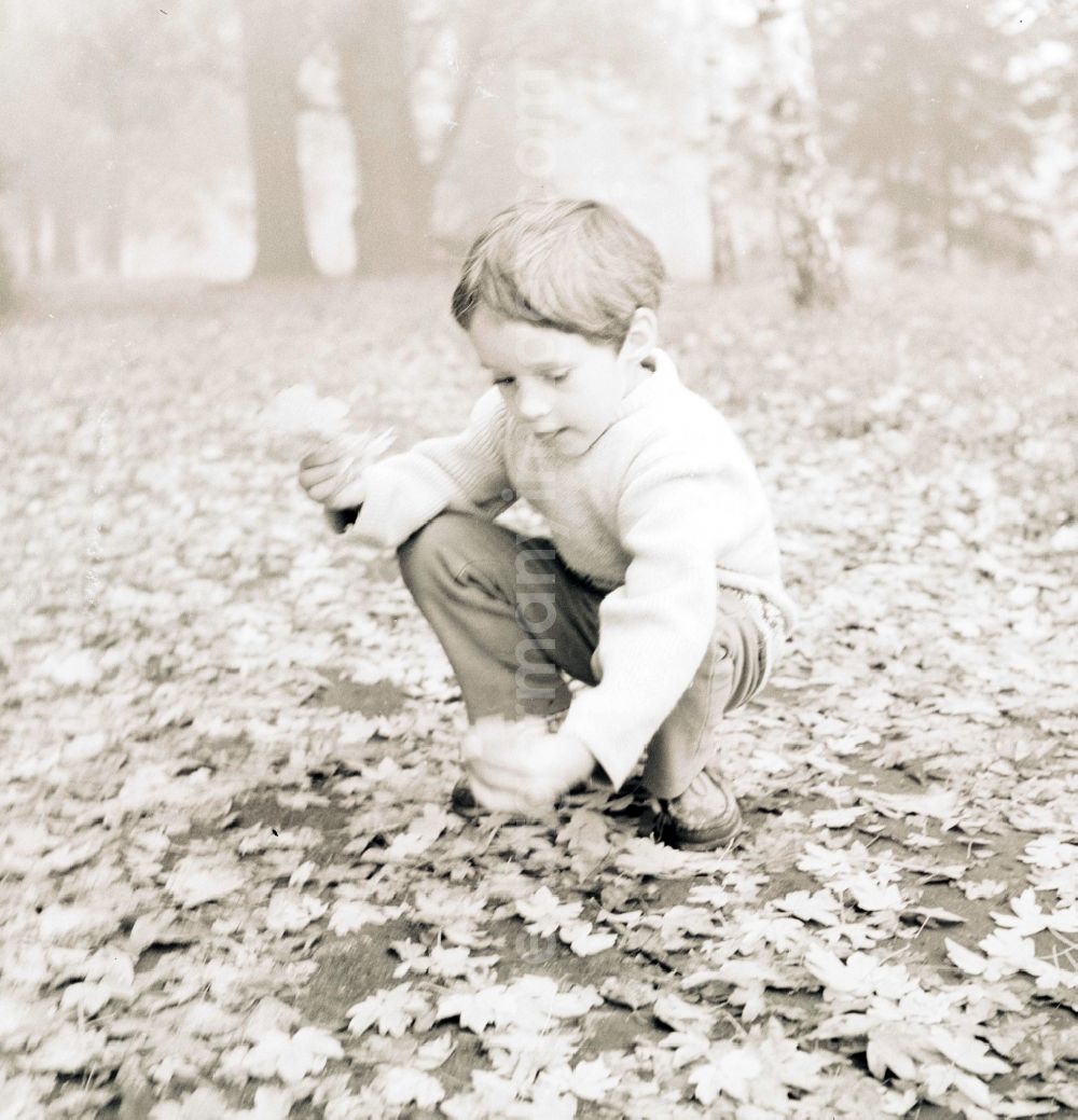 GDR photo archive: Berlin - A small boy collects foliage sheets in a wood in Berlin, the former capital of the GDR, German democratic republic