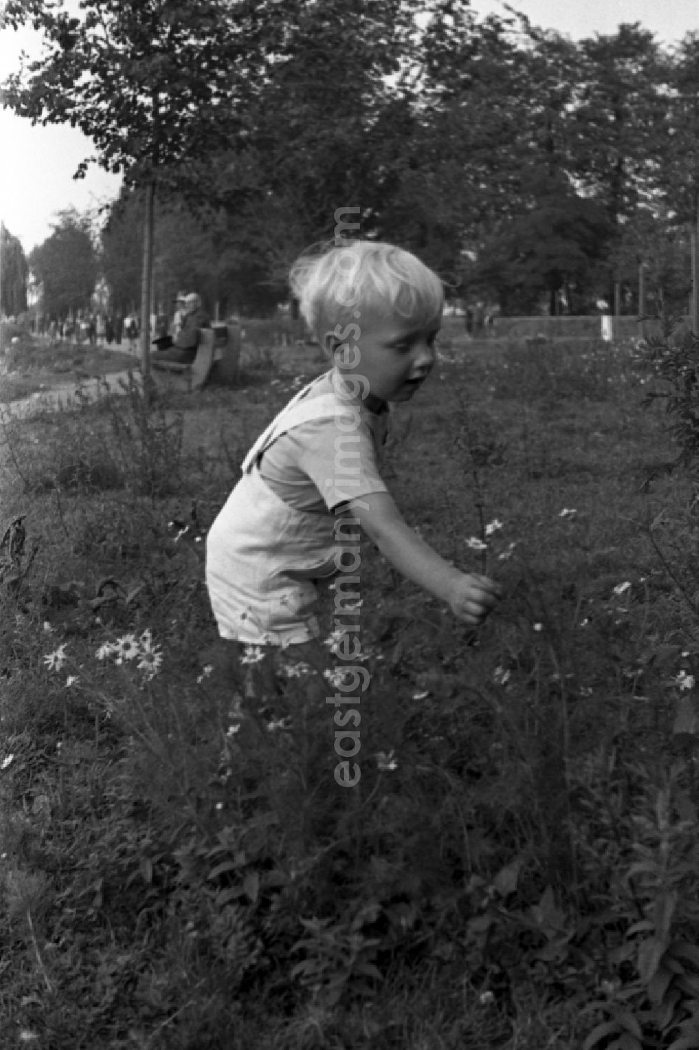 GDR image archive: Bad Dürrenberg - A small boy picks flowers on a meadow in bath Drought mountain in the federal state Saxony-Anhalt in Germany