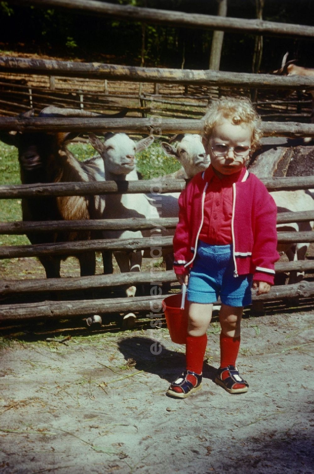 GDR photo archive: Neustrelitz - A small child with red knee socks, locks, glasses and a bottle bucket in the animal park before the enclosure of the goats in Neustrelitz in the federal state Mecklenburg-West Pomerania in the area of the former GDR, German democratic republic