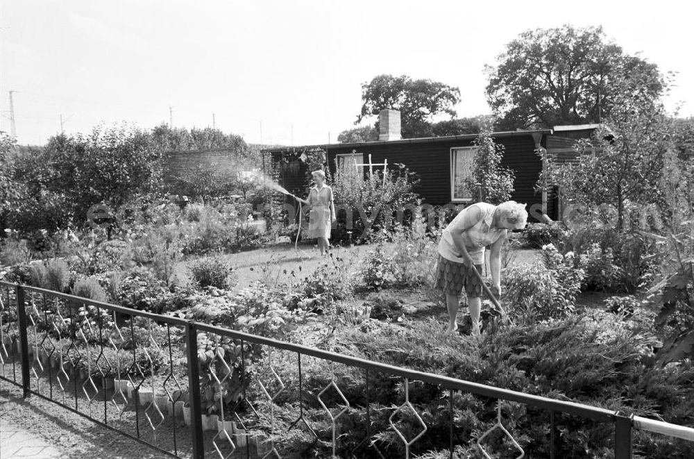 GDR picture archive: Berlin - Zwei Frauen betätigen sich in ihrem Garten in Altglienicke. Die eine sprengt den Rasen und wässert die Pflanzen, die andere ist in den Beeten zu Gange. Im Hintergrund eine aus DDR-Zeiten typische Datsche.