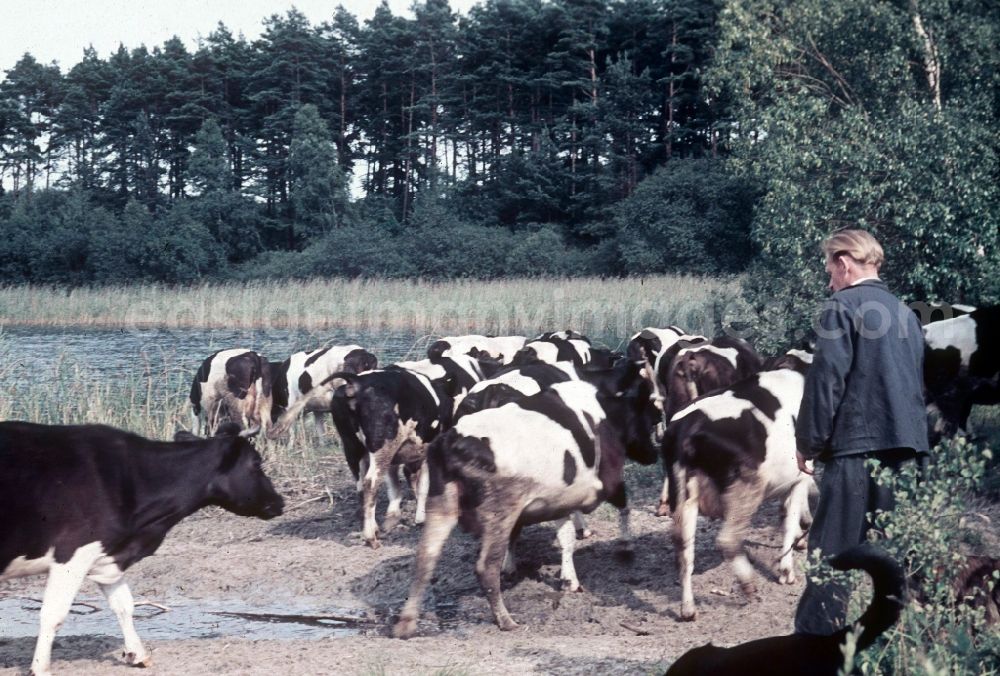 Klein Trebbow: A farmer allows to water his cow's cookers in the Klager lake in Klein Trebbow in the federal state Mecklenburg-West Pomerania in the area of the former GDR, German democratic republic