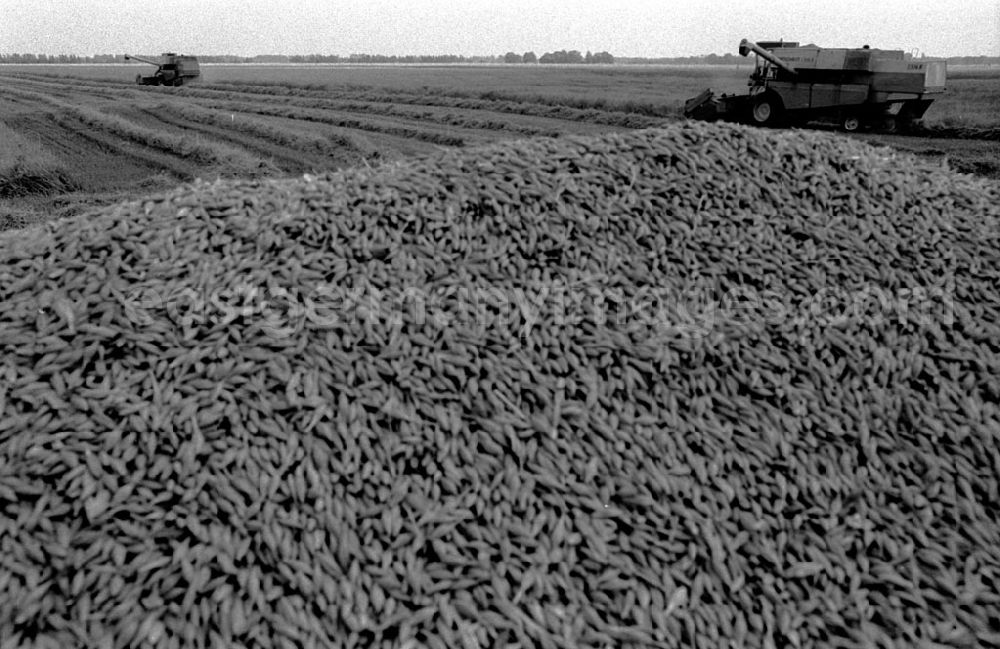 GDR photo archive: Brandenburg-Neuruppin - Kreis Neuruppin - Brandenburg Getreideernte in der LPG Linum 13.07.9