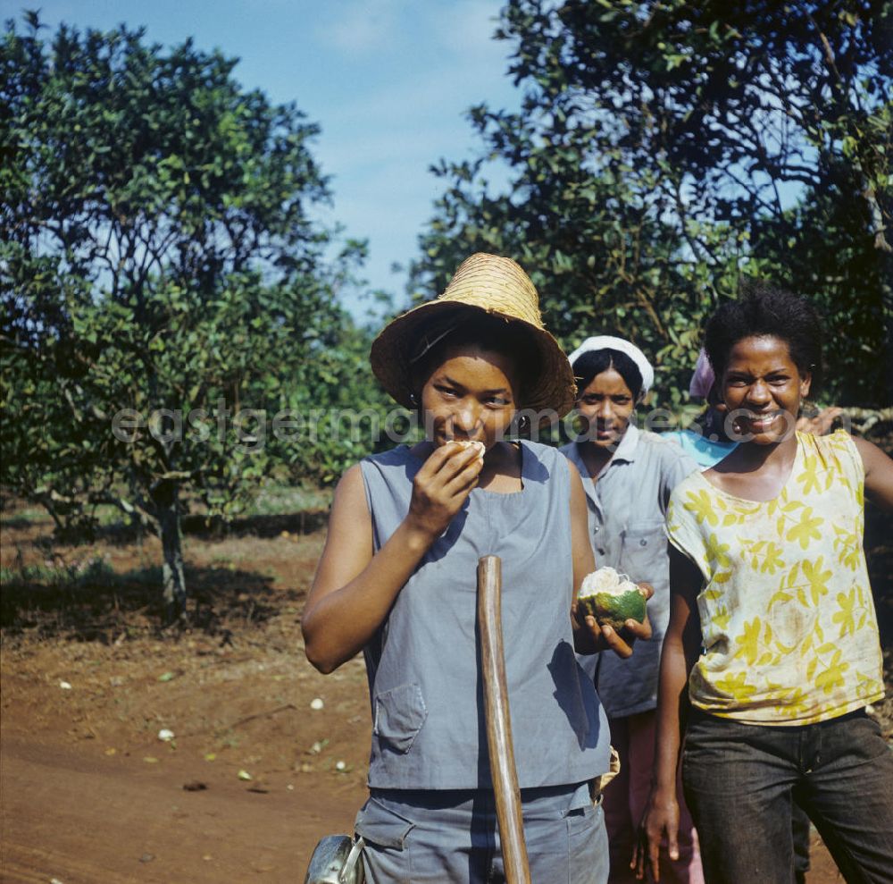 Ciego de Ávila: Zum Ernteeinsatz haben sich kubanische jugendliche Mädchen in einem Camp in der Provinz Ciego de Ávila in Zentral-Kuba zusammengefunden - ein Mädchen ißt eine der geernteten Zitrusfrüchte. Girls as harvest hand in a Girls-Camp in the province Ciego de Ávila - Cuba.