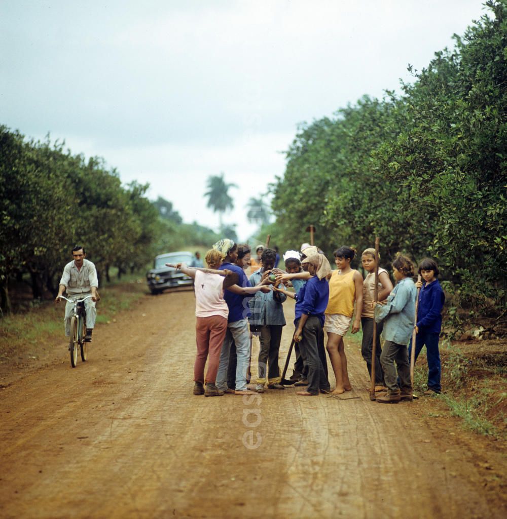 GDR picture archive: Ciego de Ávila - Zum Ernteeinsatz haben sich kubanische jugendliche Mädchen in einem Camp in der Provinz Ciego de Ávila in Zentral-Kuba zusammengefunden. Girls as harvest hand in a Girls-Camp in the province Ciego de Ávila - Cuba.