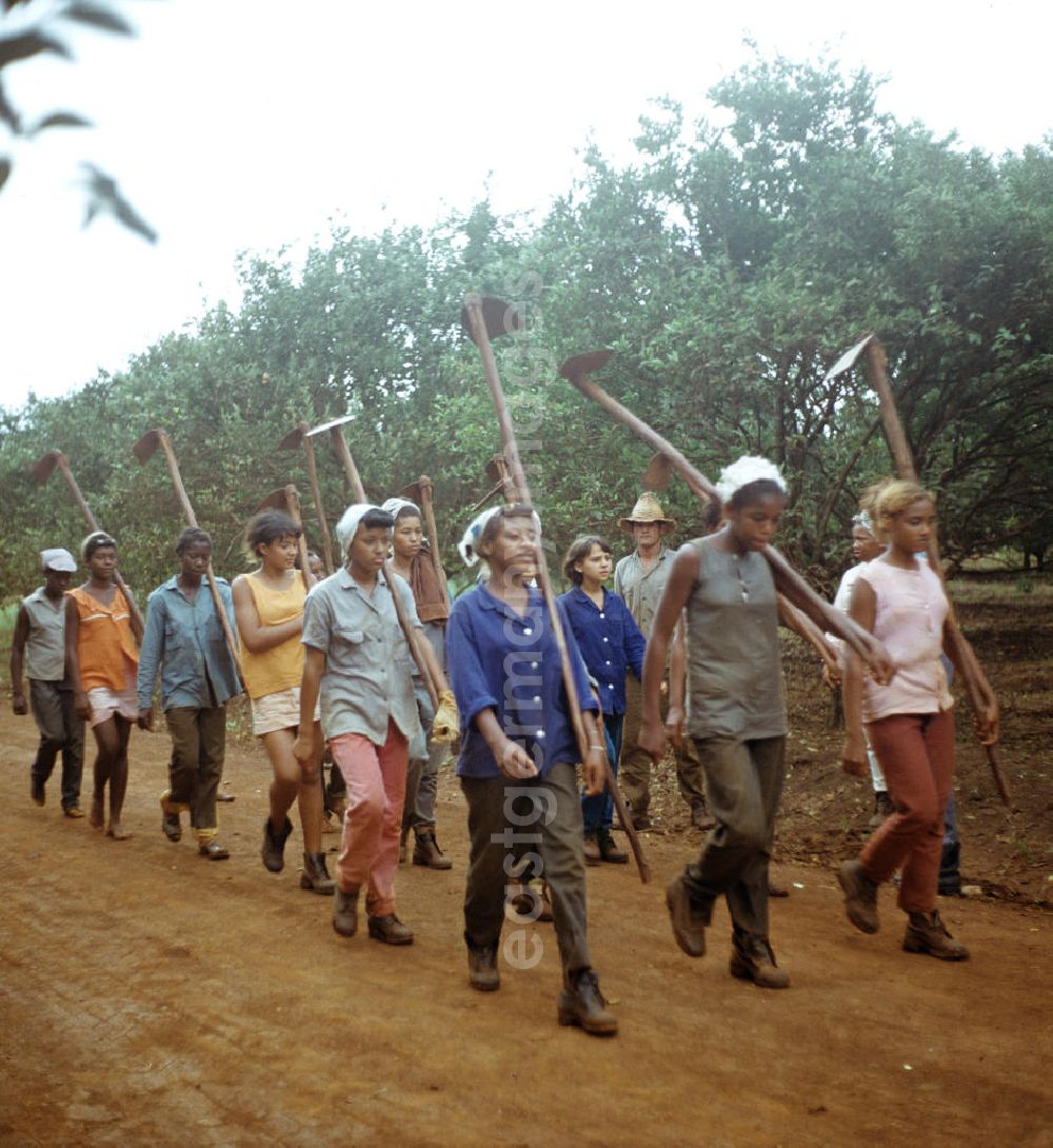 Ciego de Ávila: Zum Ernteeinsatz haben sich kubanische jugendliche Mädchen in einem Camp in der Provinz Ciego de Ávila in Zentral-Kuba zusammengefunden. Girls as harvest hand in a Girls-Camp in the province Ciego de Ávila - Cuba.