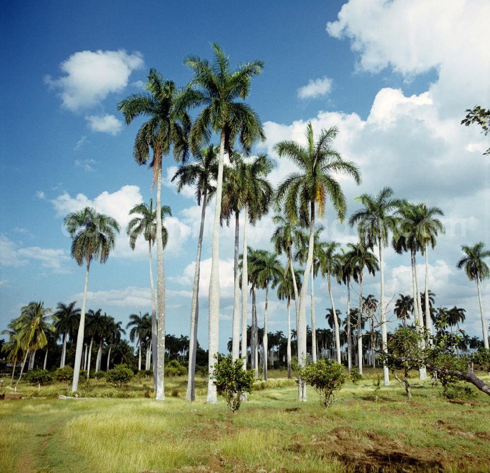 Gibara: Palmen in der Nähe von Gibara in Kuba.