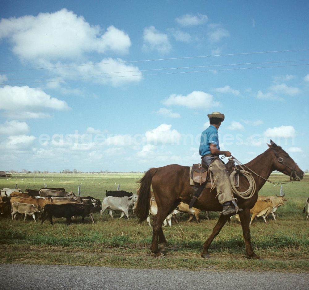 GDR picture archive: Camagüey - Rinderzucht-Farm bei Camagüey in Kuba. Kubanische Rinderzüchter treiben die Herde über die Weide. Cattle breeding / rearing farm near Camagüey - Cuba. A Cattlemen drives the herd across the meadow.