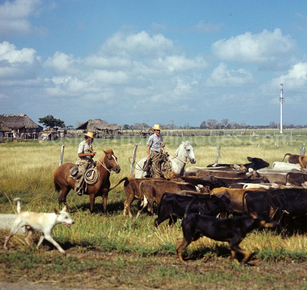 GDR image archive: Camagüey - Rinderzucht-Farm bei Camagüey in Kuba. Kubanische Rinderzüchter treiben die Herde über die Weide. Cattle breeding / rearing farm near Camagüey - Cuba. A Cattleman drives the herd across the meadow.