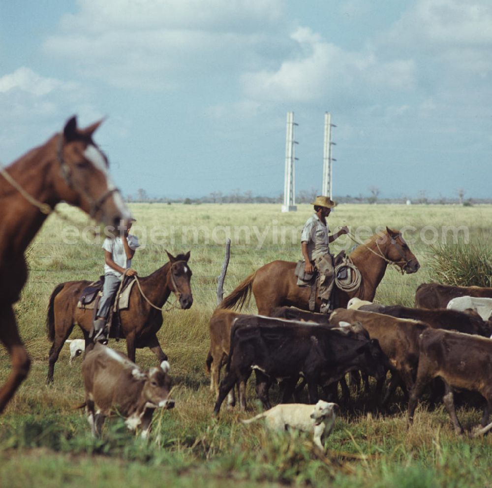 GDR photo archive: Camagüey - Rinderzucht-Farm bei Camagüey in Kuba. Kubanische Rinderzüchter treiben die Herde über die Weide. Cattle breeding / rearing farm near Camagüey - Cuba. A Cattlemen drives the herd across the meadow.