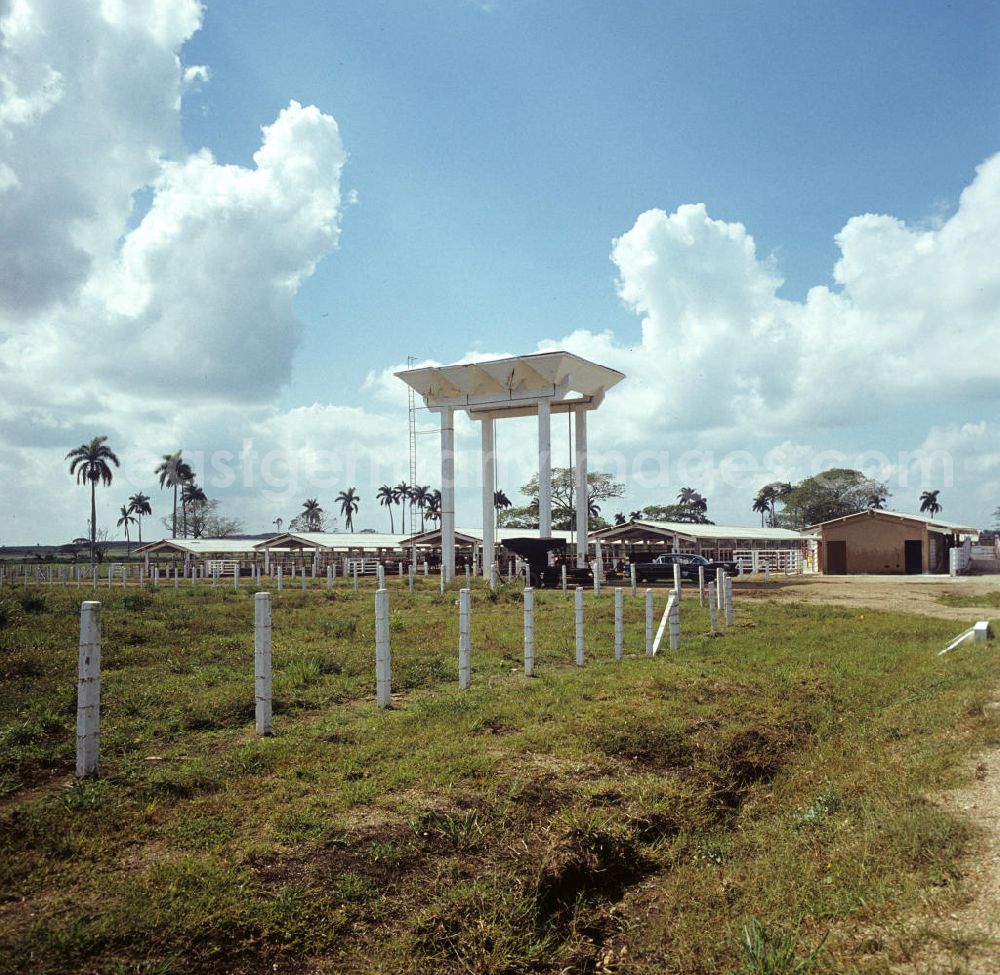 GDR picture archive: Camagüey - Rinderzucht-Farm bei Camagüey in Kuba. Cattle breeding / rearing farm near Camagüey - Cuba.
