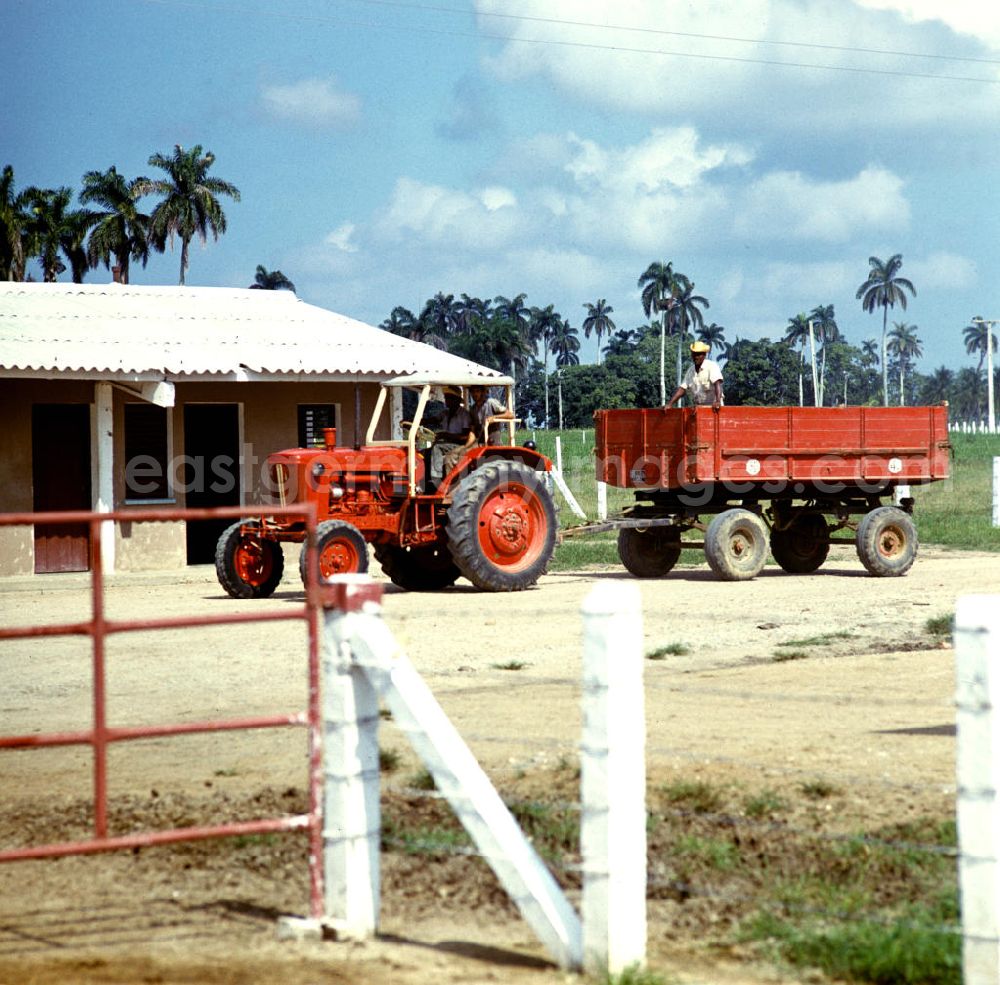 GDR image archive: Camagüey - Rinderzucht-Farm bei Camagüey in Kuba. Cattle breeding / rearing farm near Camagüey - Cuba.