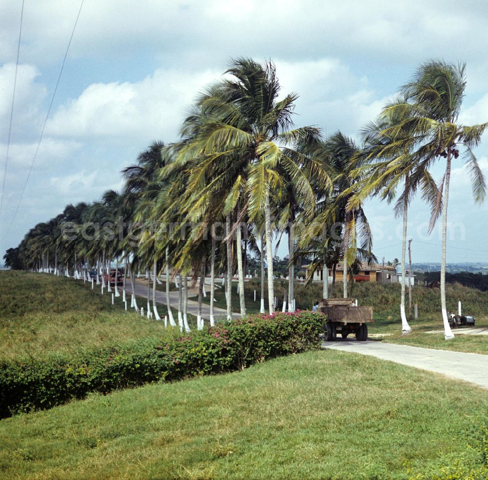 GDR photo archive: Camagüey - Rinderzucht-Farm bei Camagüey in Kuba. Cattle breeding / rearing farm near Camagüey - Cuba.