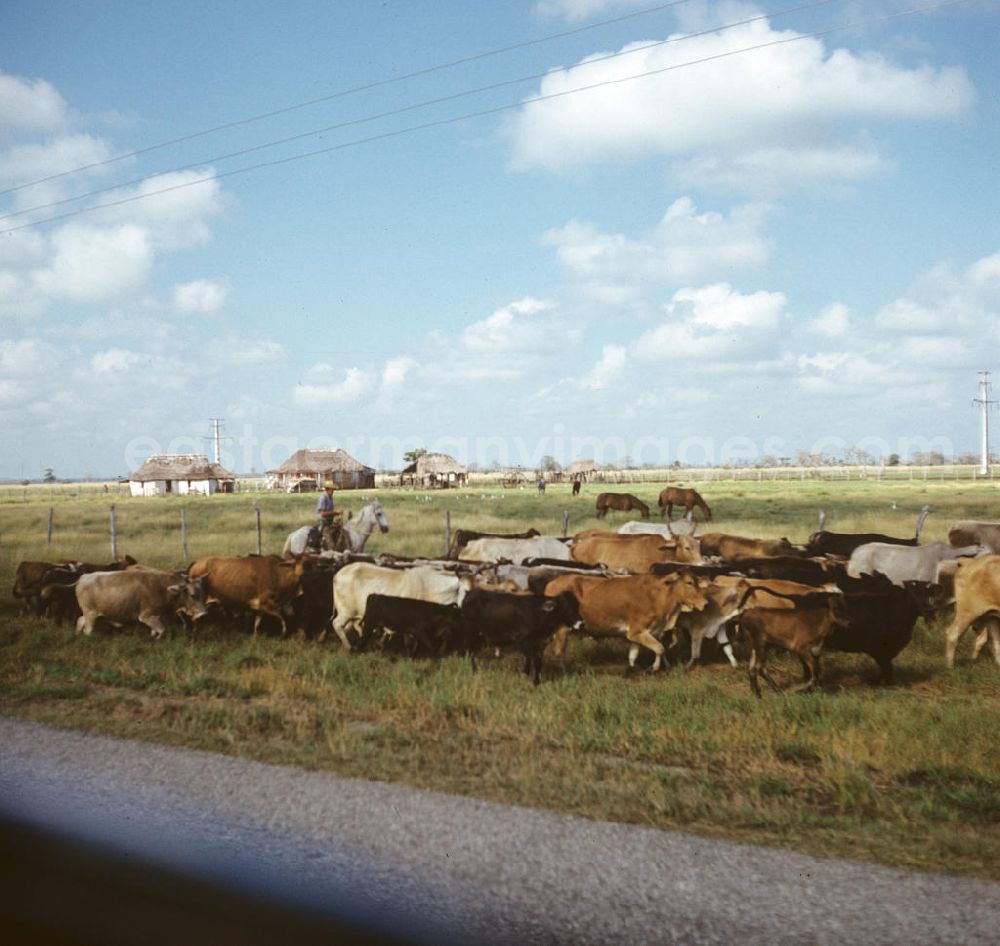 GDR photo archive: Camagüey - Kubanische Rinderzüchter treiben die Herde über die Weide bei Camagüey in Kuba.