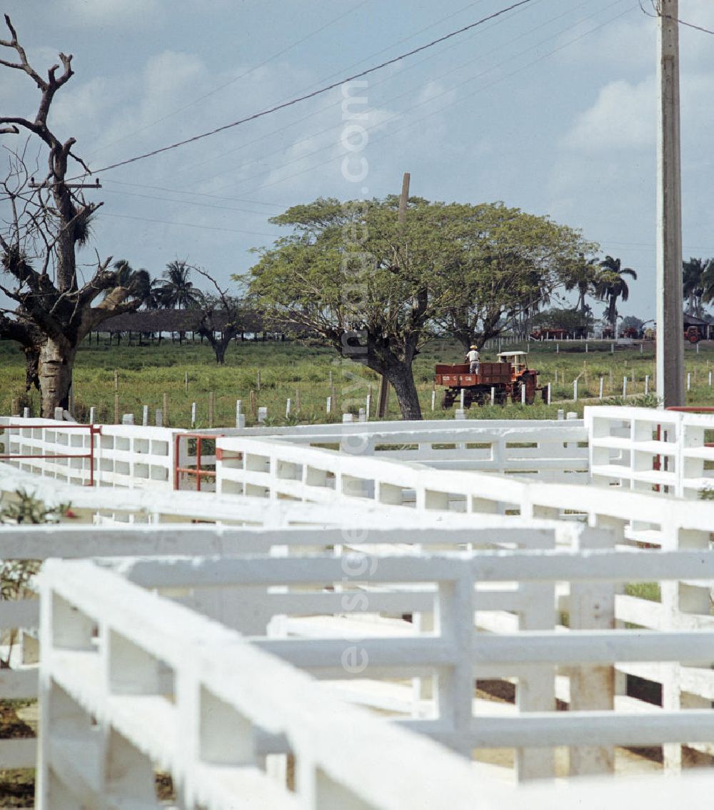 GDR picture archive: Camagüey - Blick auf eine kubanische Rinderzucht-Farm bei Camagüey.